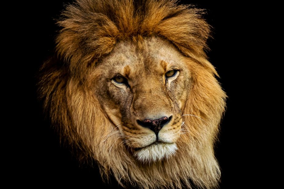 Imposto de renda: Como a sua clínica pode evitar problemas com o Leão