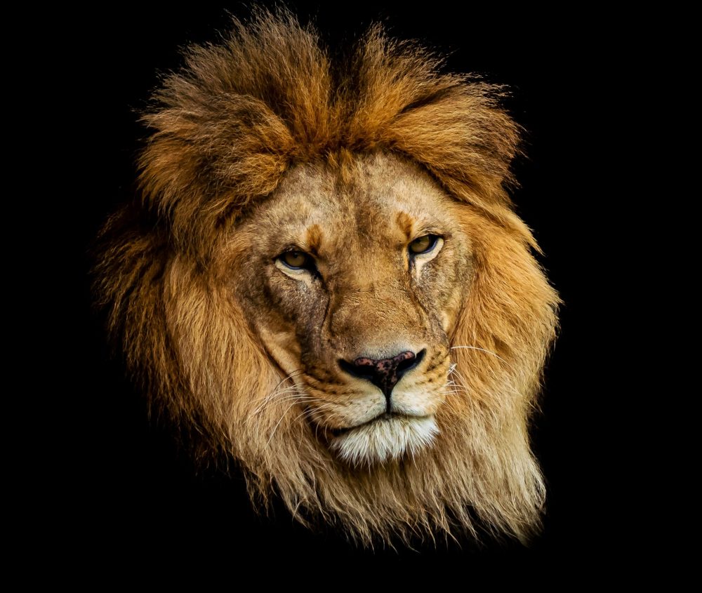 Imposto de renda: Como a sua clínica pode evitar problemas com o Leão